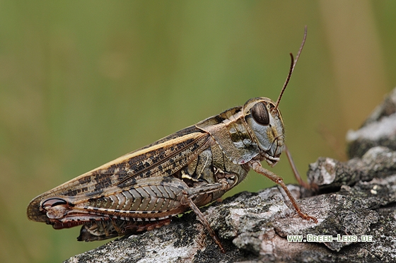 Italienische Schönschrecke - Copyright Christian Gelpke