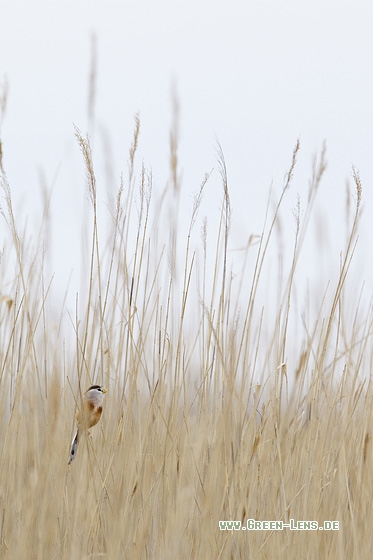 Jangtsepapageimeise - Copyright Mathias Putze