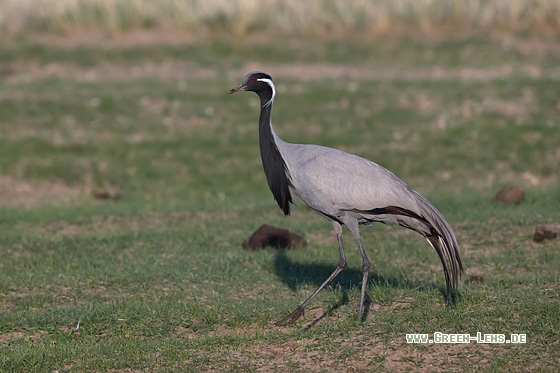 Jungfernkranich - Copyright Mathias Putze