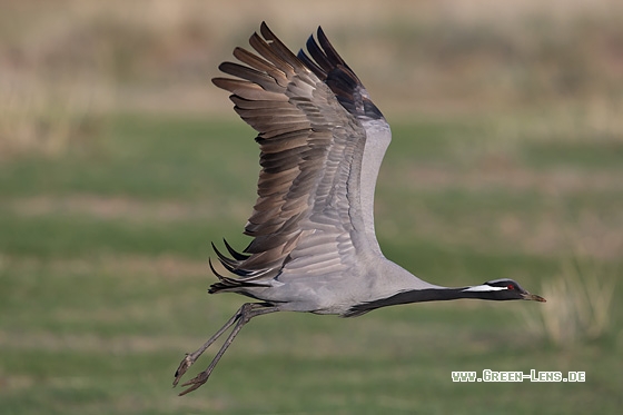 Jungfernkranich - Copyright Mathias Putze