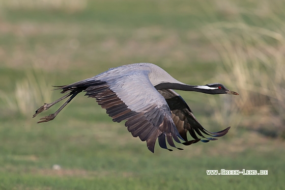 Jungfernkranich - Copyright Mathias Putze
