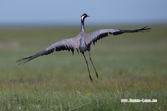 Jungfernkranich - Copyright Mathias Putze