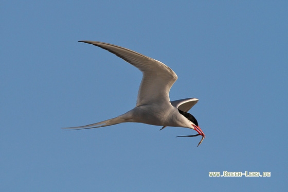 Küstenseeschwalbe - Copyright Stefan Pfützke