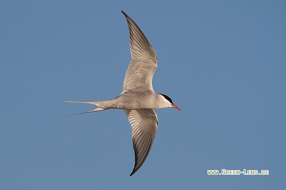 Küstenseeschwalbe - Copyright Stefan Pfützke