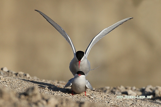 Küstenseeschwalbe - Copyright Stefan Pfützke