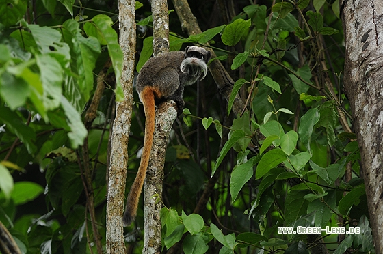 Kaiserschnurrbarttamarin - Copyright Christian Gelpke