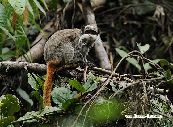 Kaiserschnurrbarttamarin - Copyright Christian Gelpke