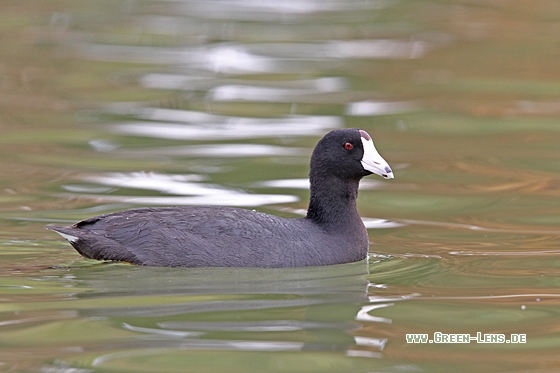 Amerikanisches Bläßhuhn - Copyright Christoph Moning