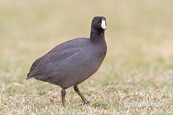 Amerikanisches Bläßhuhn - Copyright Christoph Moning