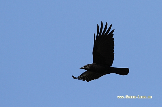 Amerikanerkrähe - Copyright Christoph Moning