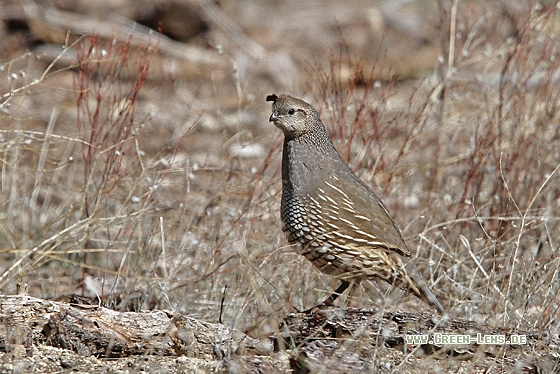 Schopfwachtel - Copyright Christoph Moning
