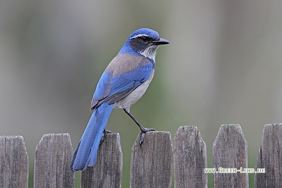 Westlicher Buschhäher - Copyright Christoph Moning