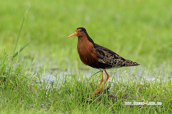 Kampfläufer - Copyright Stefan Pfützke