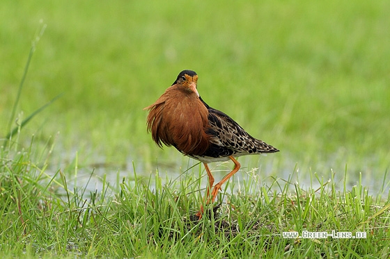 Kampfläufer - Copyright Stefan Pfützke