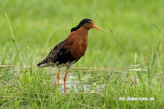 Kampfläufer - Copyright Stefan Pfützke