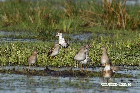 Kampfläufer - Copyright Stefan Pfützke