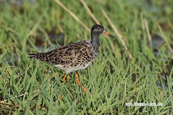 Kampfläufer - Copyright Stefan Pfützke