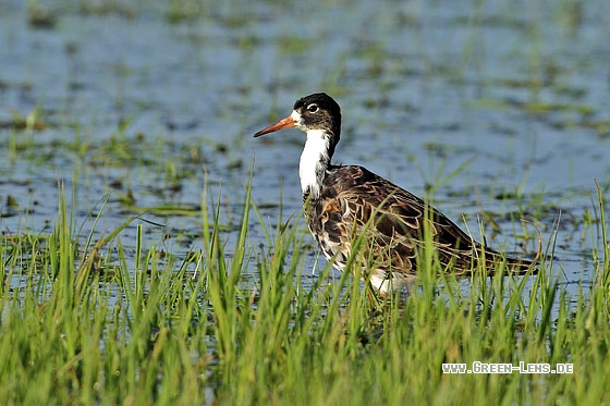 Kampfläufer - Copyright Stefan Pfützke