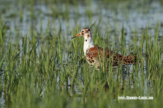 Kampfläufer - Copyright Stefan Pfützke