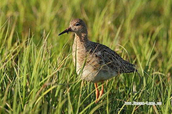 Kampfläufer - Copyright Stefan Pfützke