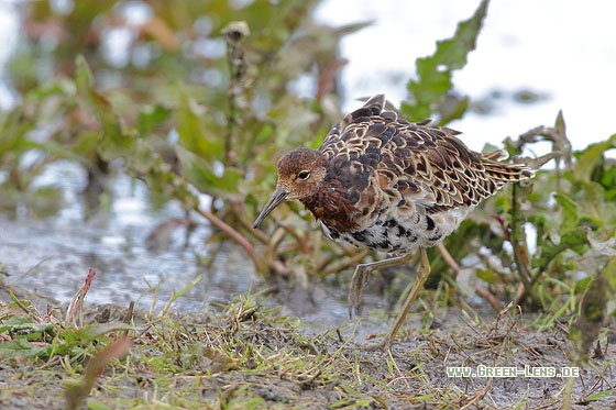 Kampfläufer - Copyright Stefan Pfützke