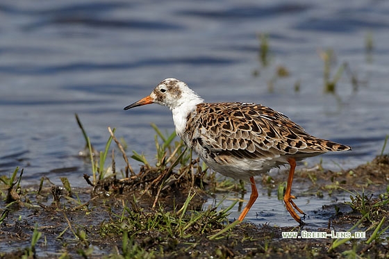 Kampfläufer - Copyright Stefan Pfützke