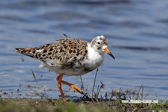 Kampfläufer - Copyright Stefan Pfützke