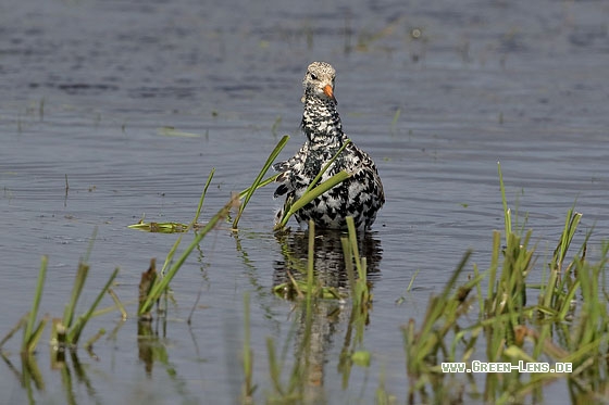 Kampfläufer - Copyright Stefan Pfützke