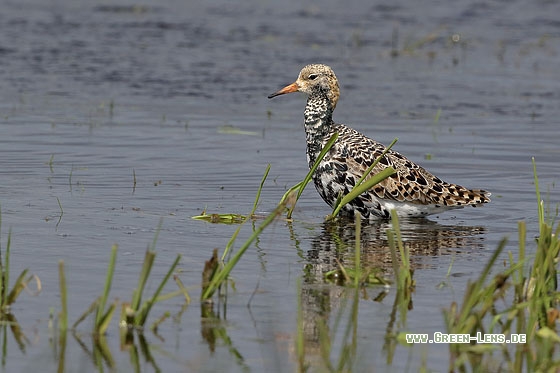 Kampfläufer - Copyright Stefan Pfützke