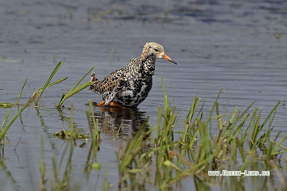 Kampfläufer - Copyright Stefan Pfützke