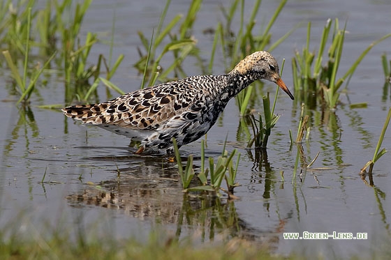 Kampfläufer - Copyright Stefan Pfützke