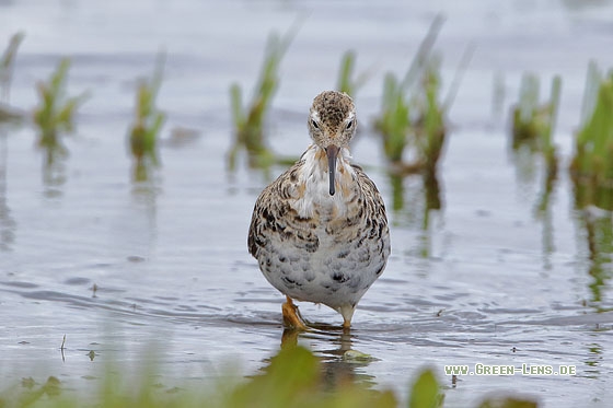 Kampfläufer - Copyright Stefan Pfützke