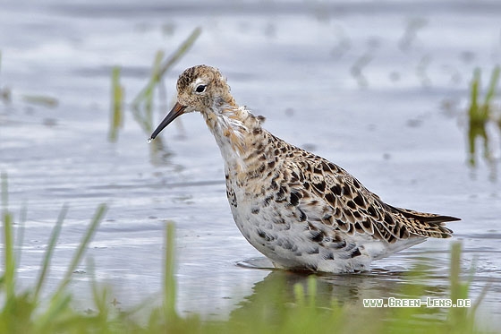 Kampfläufer - Copyright Stefan Pfützke