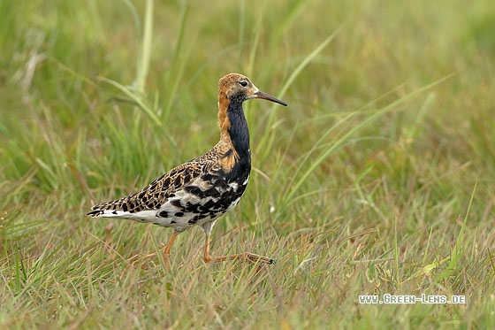 Kampfläufer - Copyright Stefan Pfützke