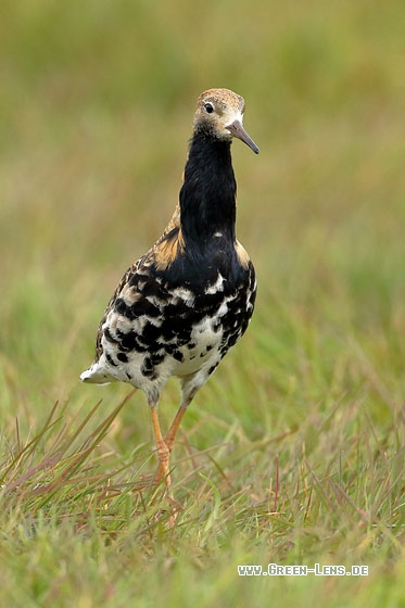 Kampfläufer - Copyright Stefan Pfützke