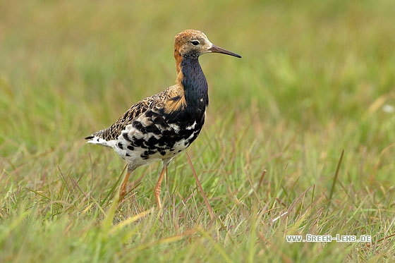Kampfläufer - Copyright Stefan Pfützke