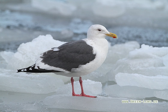 Kamtschatkamöwe - Copyright Stefan Pfützke