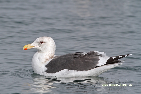 Kamtschatkamöwe - Copyright Stefan Pfützke