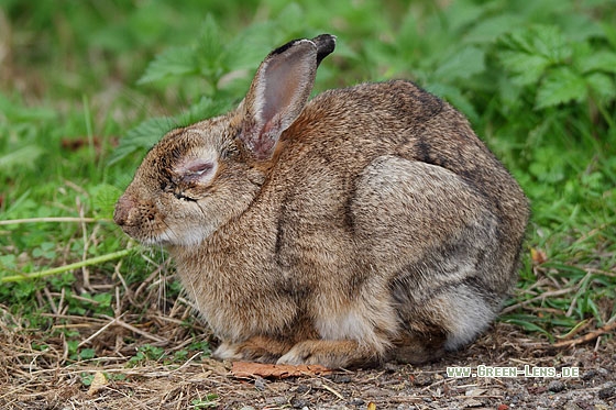 Europäisches Wildkaninchen - Copyright Stefan Pfützke