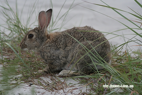 Europäisches Wildkaninchen - Copyright Stefan Pfützke