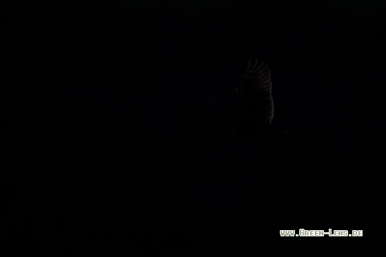 Kapohreule - Copyright Mathias Putze