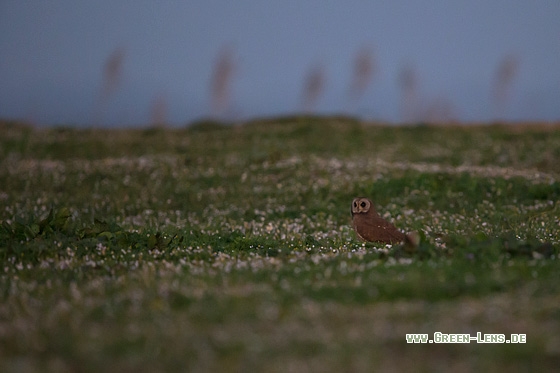 Kapohreule - Copyright Mathias Putze