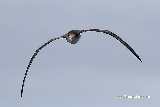 Kapverden-Sturmtaucher - Copyright Stefan Pfützke