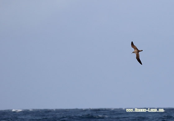 Kapverden-Sturmtaucher - Copyright Stefan Pfützke