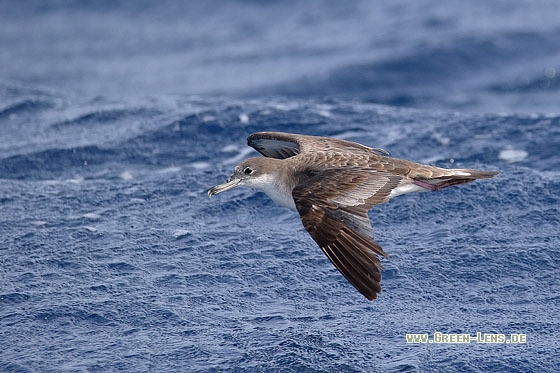 Kapverden-Sturmtaucher - Copyright Stefan Pfützke