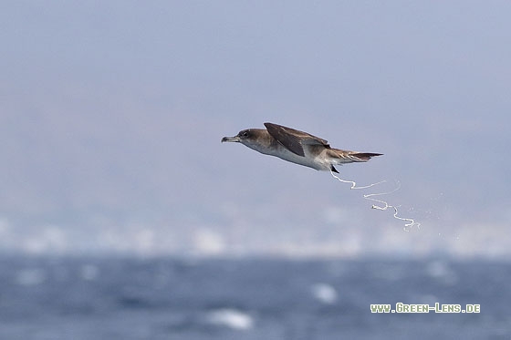 Kapverden-Sturmtaucher - Copyright Stefan Pfützke