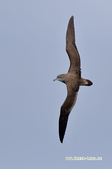 Kapverden-Sturmtaucher - Copyright Stefan Pfützke