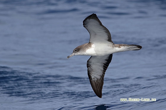 Kapverden-Sturmtaucher - Copyright Stefan Pfützke