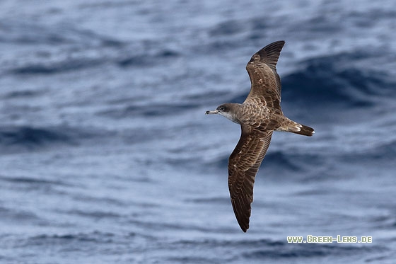 Kapverden-Sturmtaucher - Copyright Stefan Pfützke