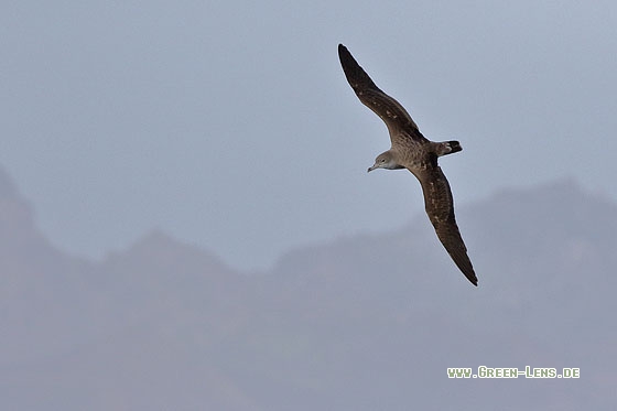 Kapverden-Sturmtaucher - Copyright Stefan Pfützke